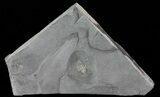Pyritized Triarthrus Trilobites With Appendages - New York #64807-2